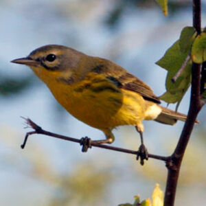 Paruline des pr�s