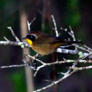 Paruline masqu�e