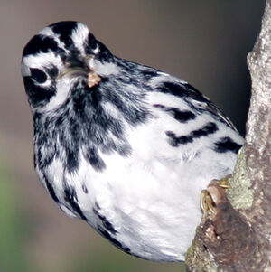 Paruline noir et blanc