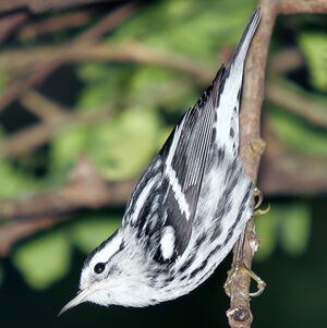 Paruline noir et blanc
