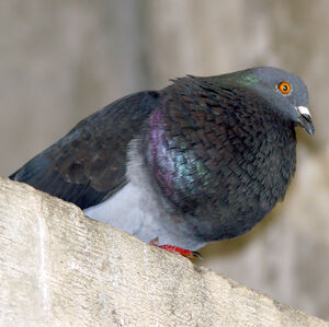 Pigeon biset 
&copy; Alfredo Colon