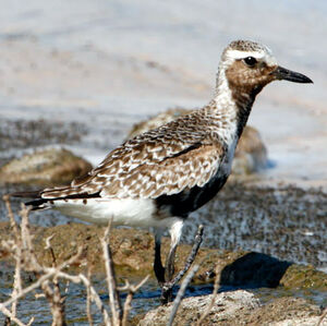 Grey Plover