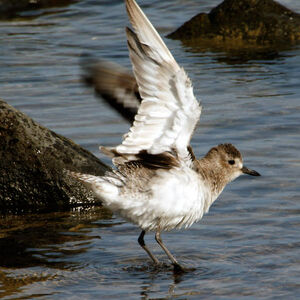 Grey Plover
