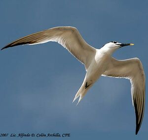 Sandwich Tern