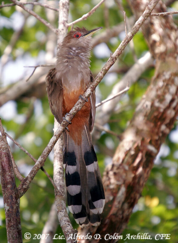 Puerto Rican Lizard Cuckoo