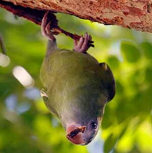 White-winged Parakeet