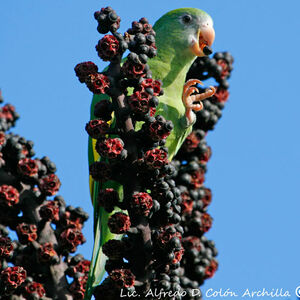 White-winged Parakeet