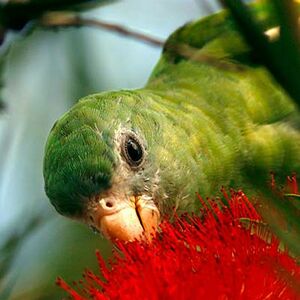 White-winged Parakeet