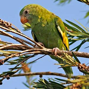 White-winged Parakeet