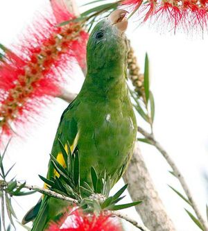 White-winged Parakeet