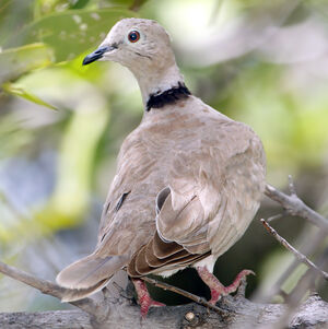 African Collared Dove