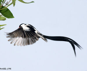 Pin-tailed Whydah