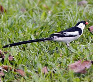 Pin-tailed Whydah