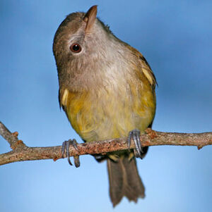 Puerto Rican Vireo