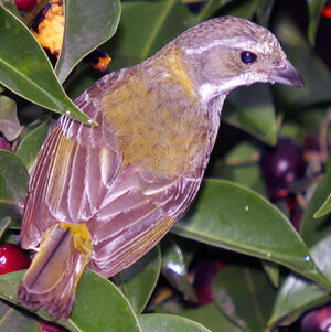Puerto Rican Spindalis