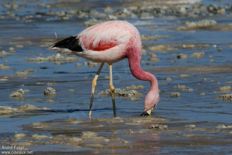 Andean Flamingoadult, fishing/hunting