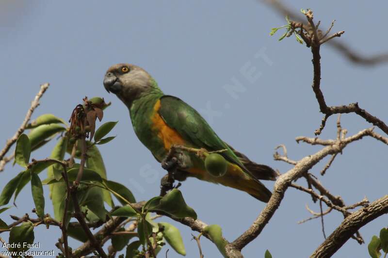 Senegal Parrotadult, habitat, pigmentation