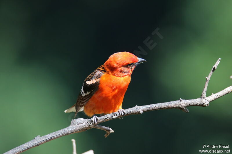 Flame-colored Tanager male