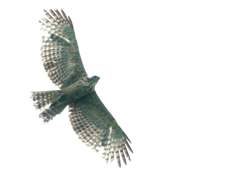 Mountain Hawk-Eagle, Flight