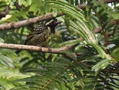 Yellow-spotted Barbet