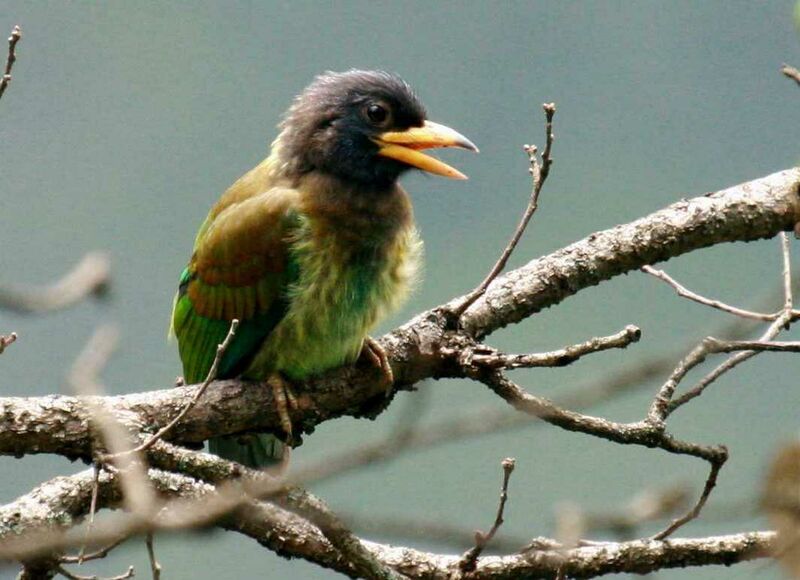 Great Barbet, identification, song