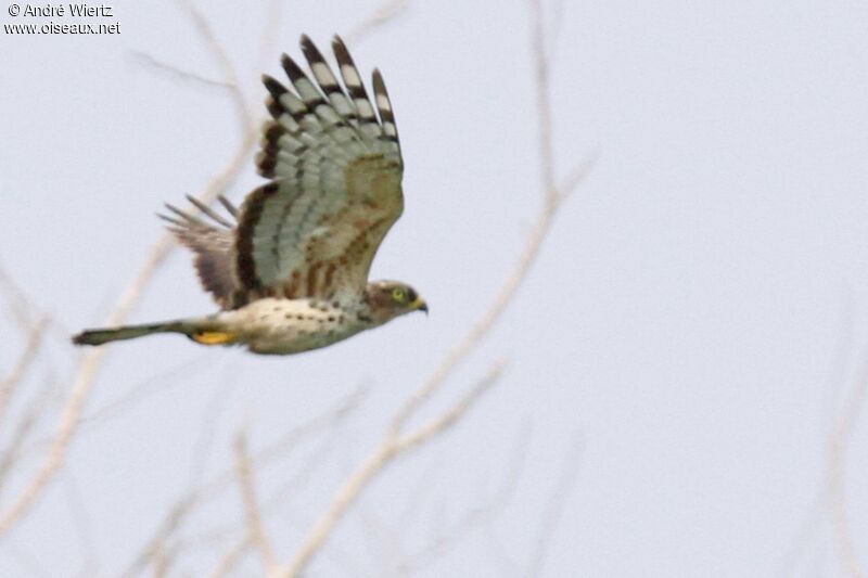 African Cuckoo-Hawkimmature, Flight