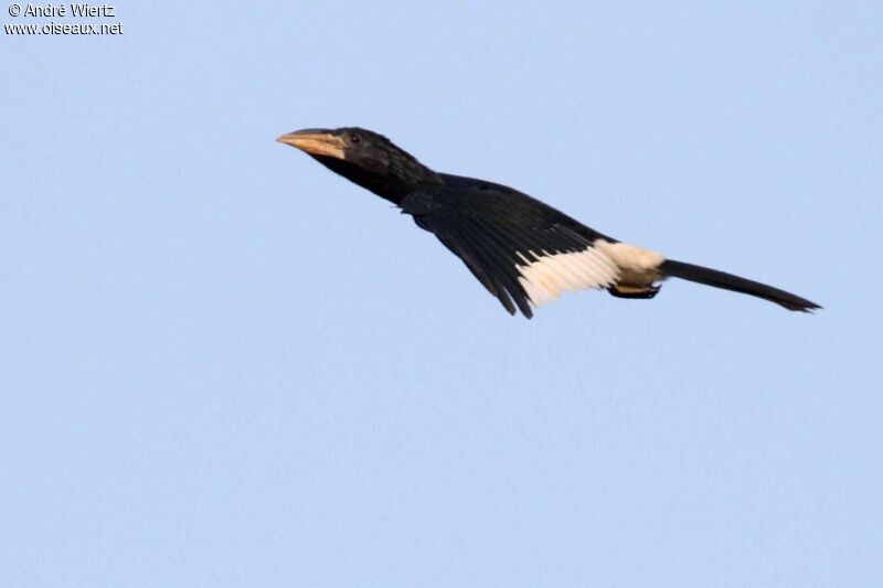 Piping Hornbill, Flight