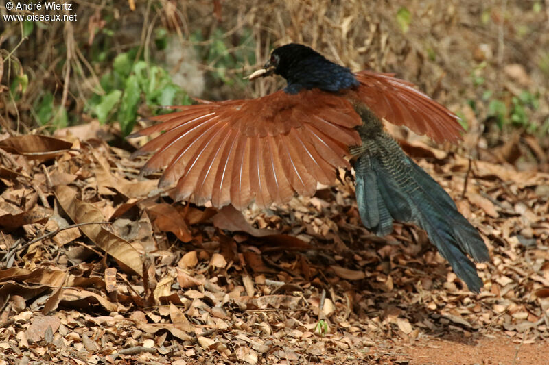 Black-throated Coucal