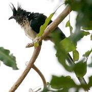 Levaillant's Cuckoo