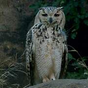 Pharaoh Eagle-Owl