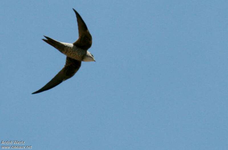 Mottled Swift, Flight