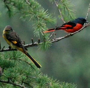 Minivet rouge