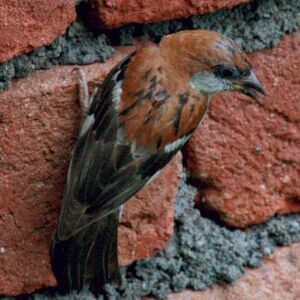 Russet Sparrow