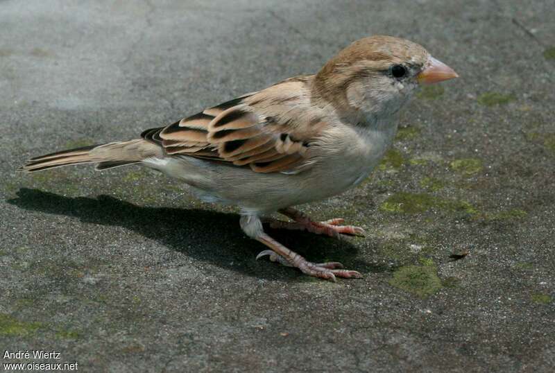 Russet Sparrowjuvenile, identification