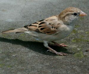 Russet Sparrow