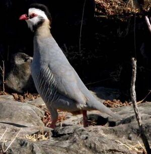 Arabian Partridge