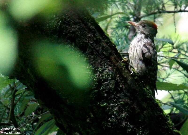 Brown-fronted Woodpecker male, identification
