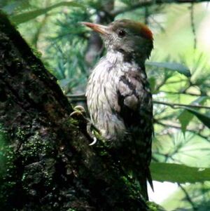 Brown-fronted Woodpecker