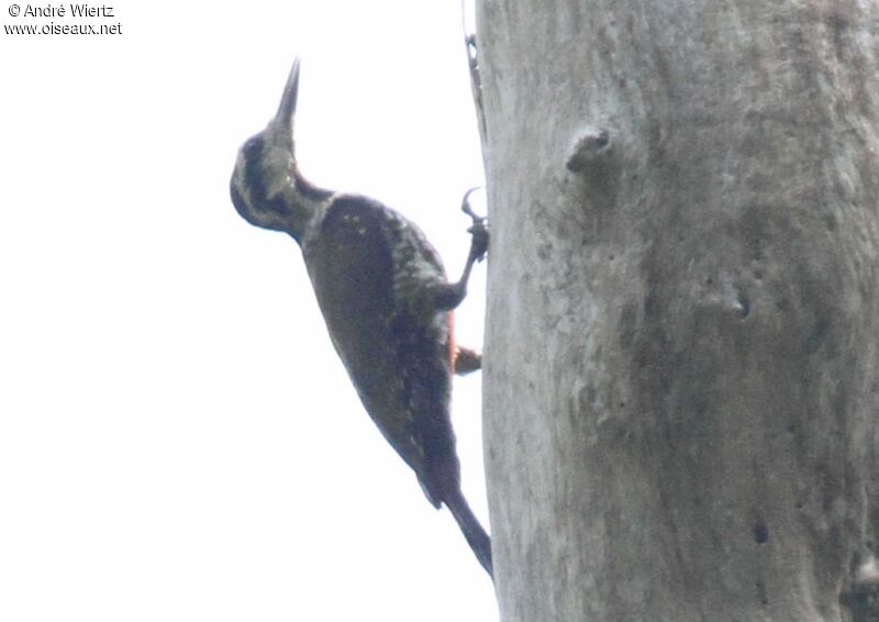 Fire-bellied Woodpecker