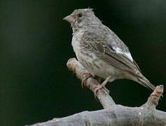 White-rumped Seedeater