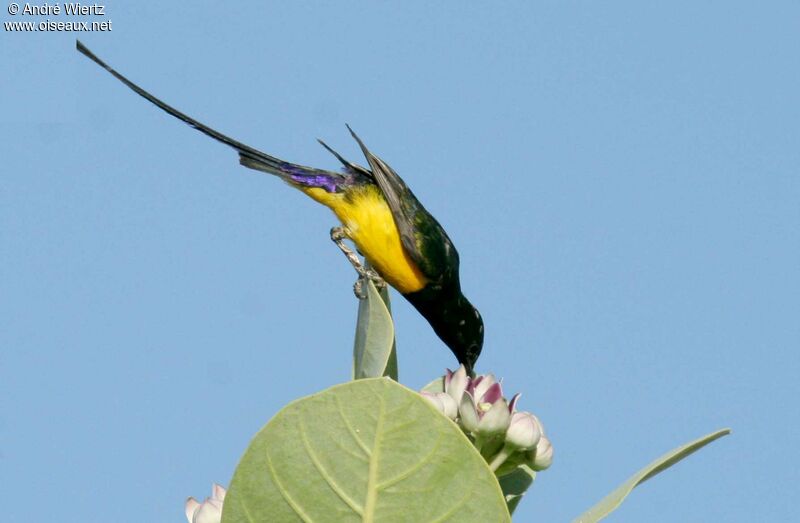 Pygmy Sunbird male