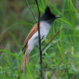 Asian Paradise Flycatcher