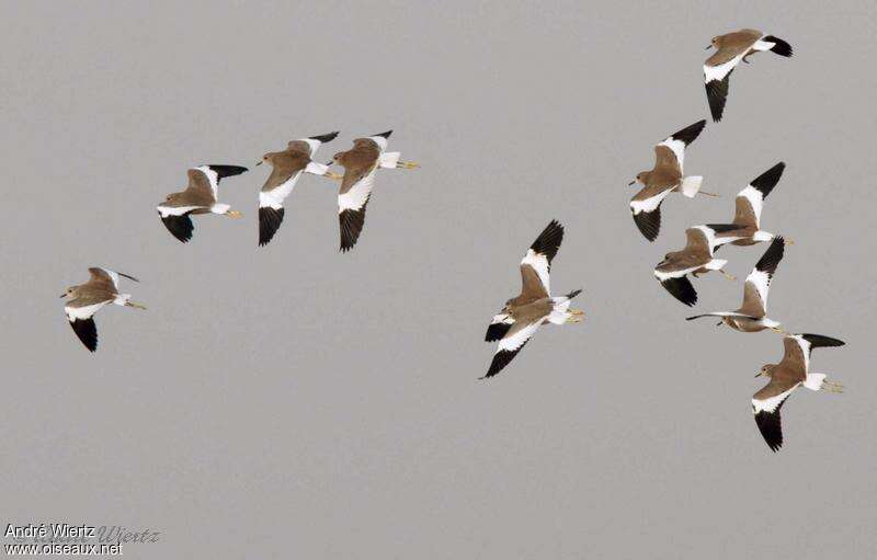 White-tailed Lapwingadult, Flight