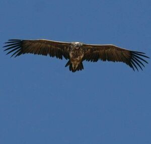 Vautour oricou