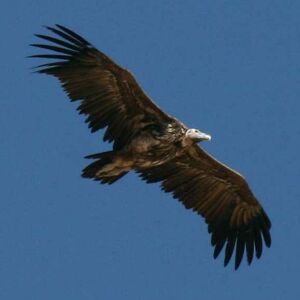 Vautour oricou