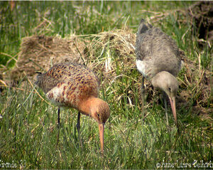 Black-tailed Godwit