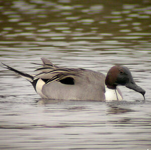 Canard pilet 
&copy; Anne-Laure Delhorbe