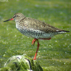 Common Redshank 
&copy; Anne-Laure Delhorbe
