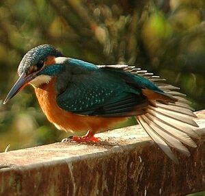 Common Kingfisher