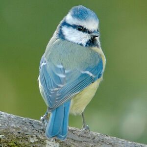 Eurasian Blue Tit 
&copy; Anne-Laure Delhorbe